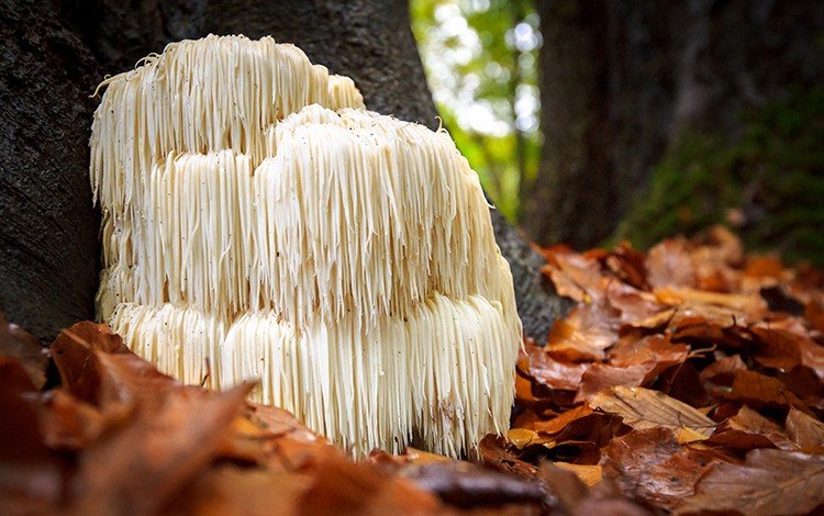 The Rising Star: Lion's Mane Mushroom and Its Brain-Boosting Benefits